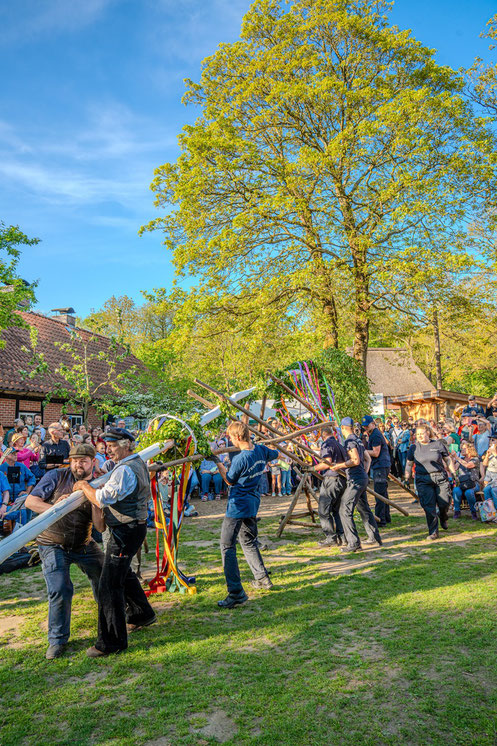 Dann wurde, in einer Gemeinschaftsarbeit von Mitarbeitenden des Museumsdorfes und der FF Volksdorf, der Maibaum aufgerichtet