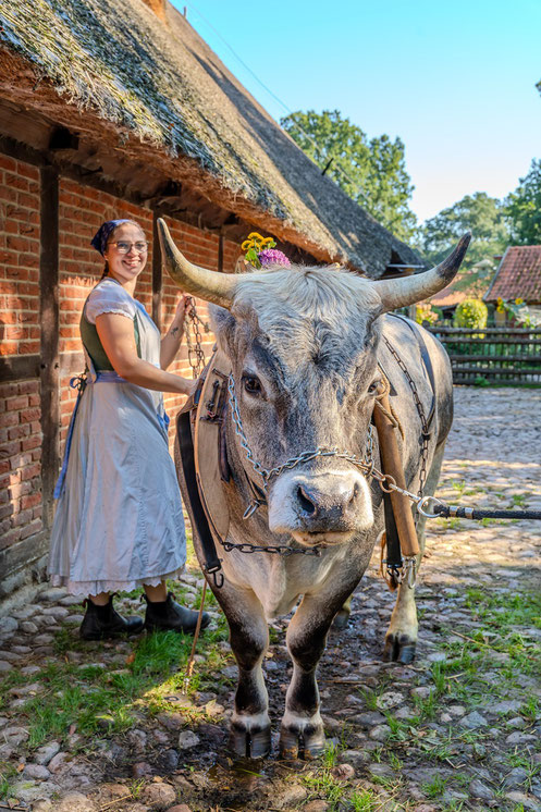 Ochse, Zugochse, Museumsdorf Volksdorf