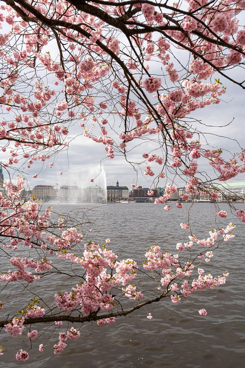 Kirschblüte, Binnenalster, Alsterfontaine
