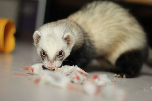 Futtertiere richtig ausnehmen - frettchen-1x1s Webseite!