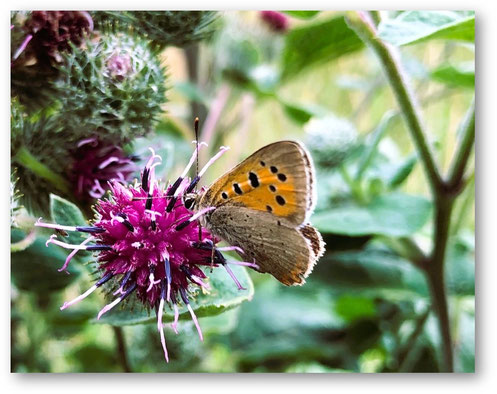 Yoga und Yogatherapie aktuelles von Birgit Lenarz - Bild: Schmetterling mit Distel