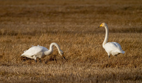 Bird watching Lapland