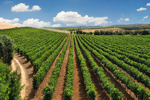 Vini Della Valle