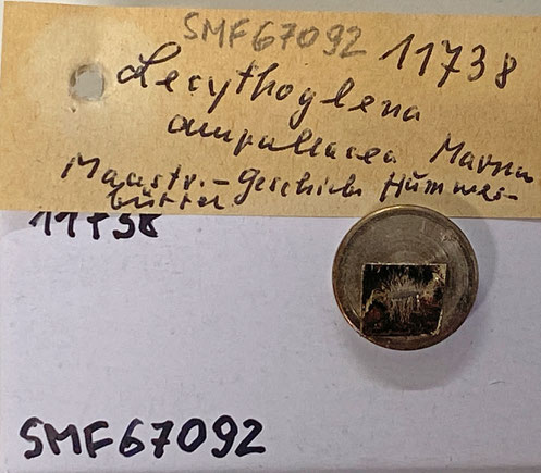 Senckenberg, Bryozoa, Bryozoen, Moostierchen, Sammlung Voigt