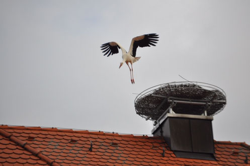 © Karl-Michael Günsche, Storch in Haag