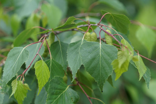 Hänge-Birke  -  Betula pendula