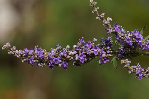 Mönchspfeffer -  Vitex agnus-castus