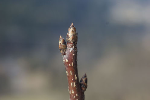 Gewöhnliche Traubenkirsche  -  Prunus padus