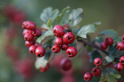 Eingriffel Weißdorn  - Crataegus monogyna