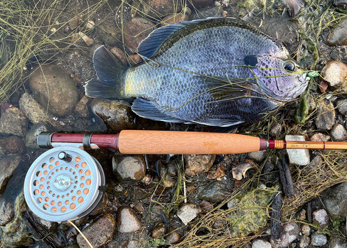 San Diego Bluegill from lake Murray Fly Fishing with bamboo rod