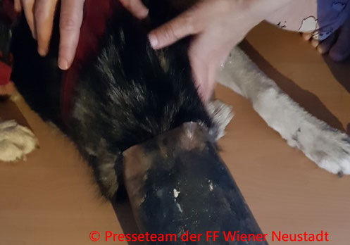 © Presseteam der Freiwilligen Feuerwehr Wiener Neustadt