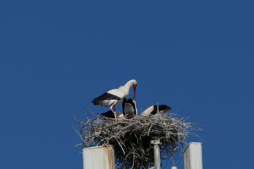 3 Jungstörche m. Altvogel vom 24.6.26