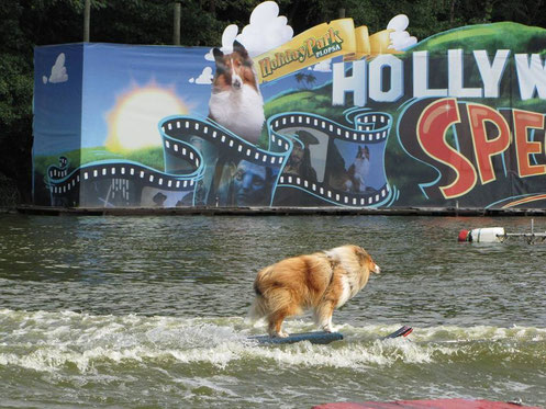 Film Tiere Film Tiere