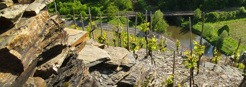 Steile Weinberge mit Schieferboden an der Ahr speichern die Wärme der Sonne.