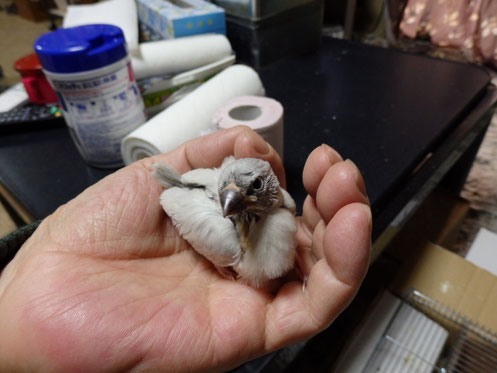手乗り文鳥のヒナが仲間入りしました。