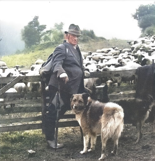 Anton Gerke, Schäfer aus Meinkenbracht, sw Foto: (C) Barbara Anneser, Arnsberg (sw-coloriert wfoto 2024)