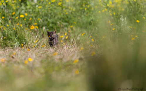 The first picture of the little kitten