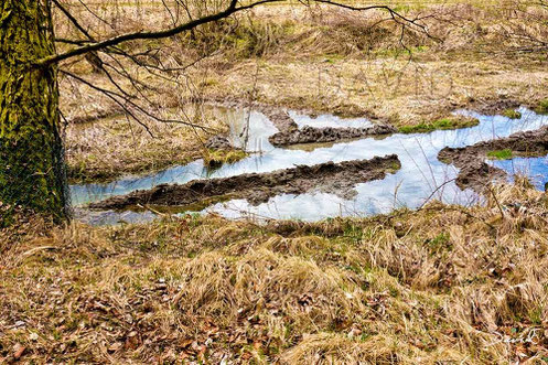 Biber und Totholz: Diese Wasserstraßen dienen als Transportwege