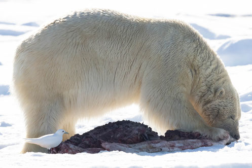 Eisbär und Elfenbeinmöwe