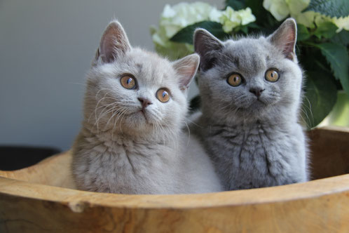 Britse Korthaar kittens Lilac en blue – Cattery My‑O‑My Apeldoorn