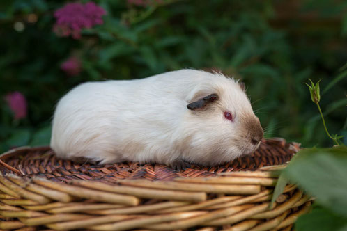 Himalaya Rex Und Glatthaar Meerschweinchen Wolfsbacherschweinchenbande