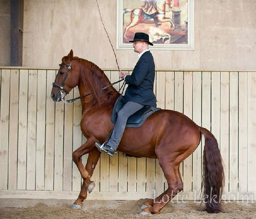 copyright Lotte Lekholm