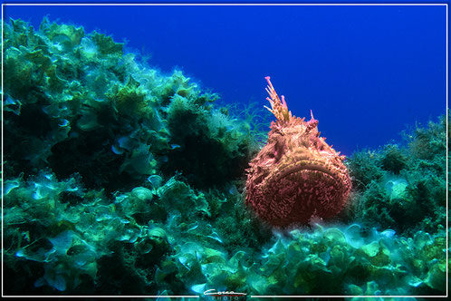 PROFONDO BLU - ISOLA D'ELBA 2023