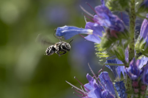 Der Natternkopf (Echium vulgare) ist sehr beliebt. Bolligen Juni 2025. . Foto Françoise Alsaker