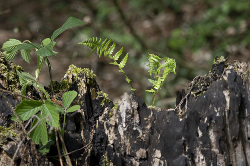 Ein junger Echter Wurmfarn im Mannenberg. Foto Françoise Alsaker