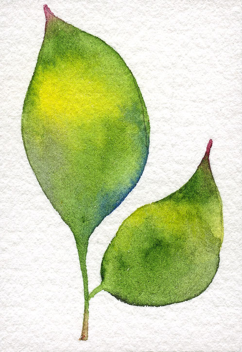 水彩画「From green leaf」