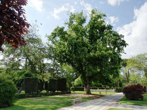 Arce Plateado de los Jardines de Cecilio Rodríguez. Madrid. Árbol Singular de la Comunidad de Madrid.