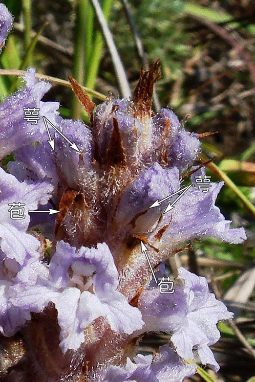 ハマウツボの萼片・苞の様子