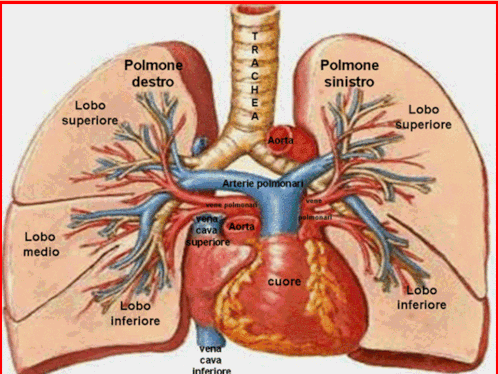 La trachea, i bronchi, i  due   polmoni, i lobi polmonari (3 a destra e 2 a sinistra), il cuore, i vasi sanguigni arteriosi e venosi.