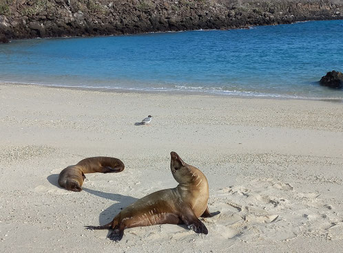 auf kleine Kreuzfahrtschiffen durch die Inselwelt von Galapagos - maximal 16 Gäste