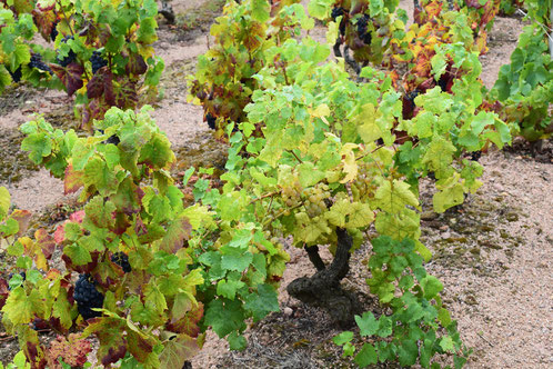 gamay-grape-variety-beaujolais-vineyard-france-wine-tourism