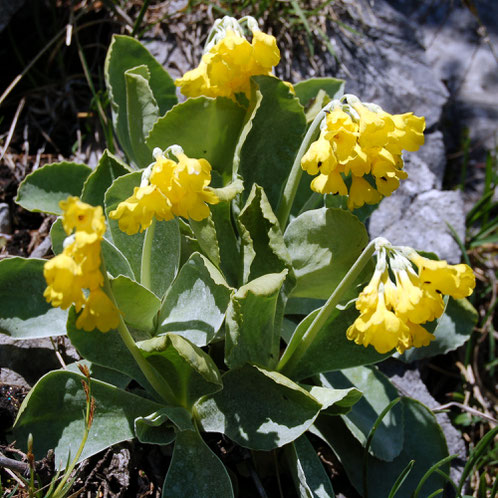 die Pflanze "Petergstamm" oder auch Alpenaurikel aus der Familie der Primelgewächse (Primulaceae)