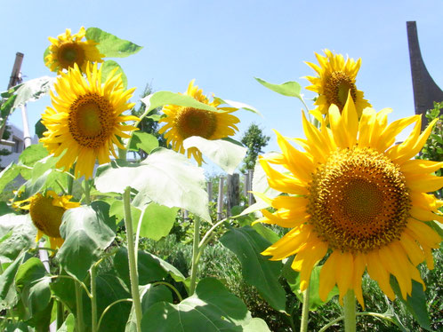 天空ガーデン・ひまわりプロジェクト - Oomori Nori Museum