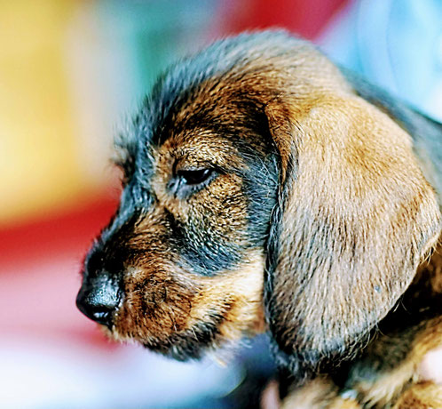 Das war Grandel vom Käuzchenwald sie ist fast 17 Jahre geworden, mit ihrem Herrchen (der uns das Bild schicken) viele Nachsuchen gemacht, die letzte vor 6 Wochen auf einen Überläuft nach einer Std. fand sie ihn.