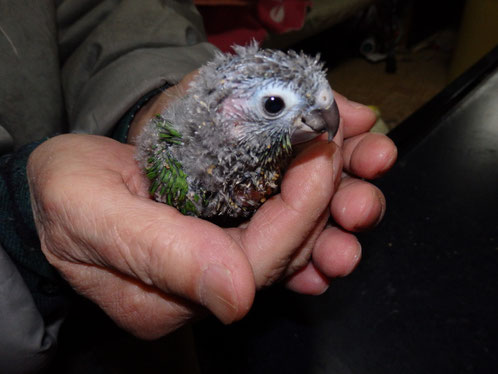 頭のよい手乗りウロコインコが仲間入りしました。