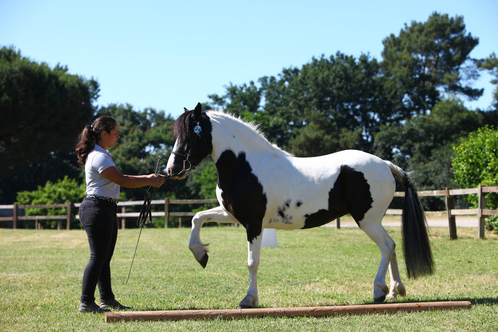 Fanfan Unhaikoa, concours d'élevage des 3 ans Poney à Tartas, juin 2018