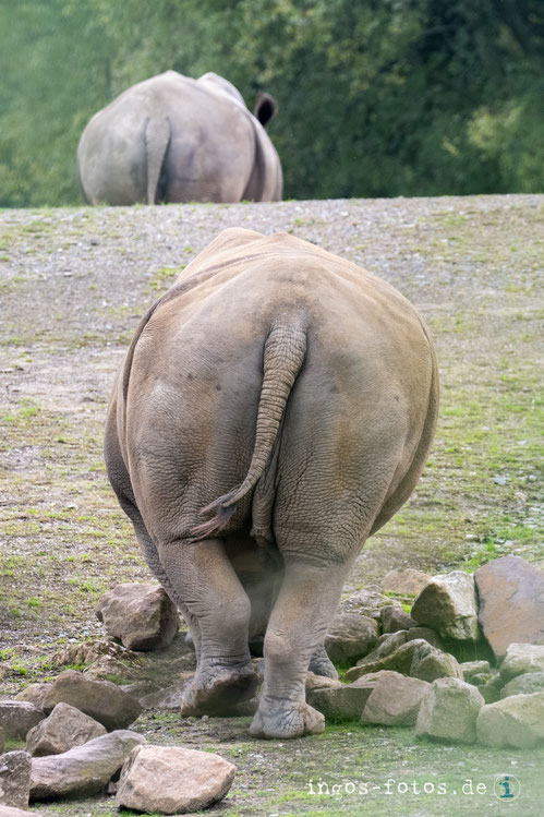 Rückansichten. Kurios, aber irgendwie doch nichts für's Wohnzimmer.