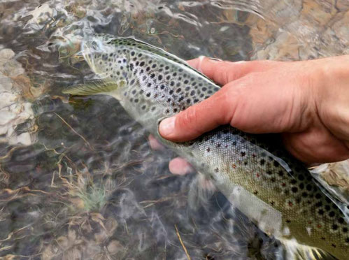 Im Drill Point Fishing Onlineshop hat es alles was Du zum Forellenfischen mit der Zapfenrute brauchst!