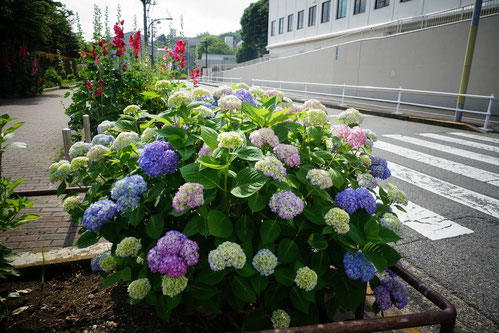 この紫陽花は「箱根山」へ行く道の途中に咲いているよ♪