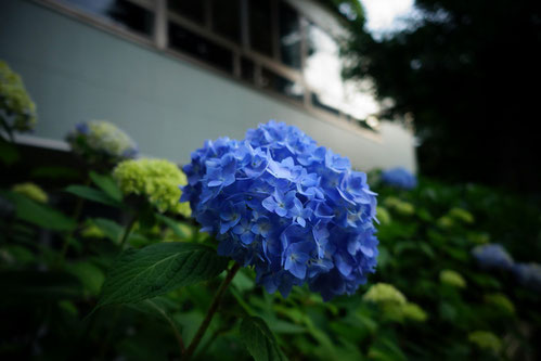 この紫陽花は、新大久保駅へ行く道で発見したよ。青色がほんと綺麗♪