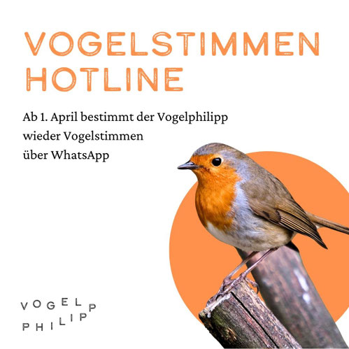 Immer im April ist Vogelphilipp über die Vogelstimmen Hotline erreichbar