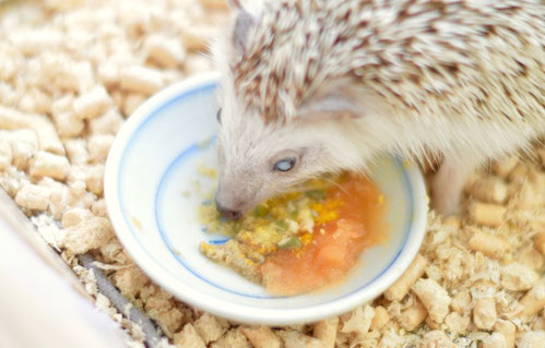 変更した食事をしているきなこくんの様子