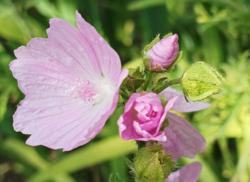 Paartherapie Luzern, Paarberatung Luzern