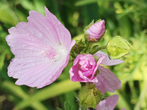 Paartherapie Luzern, Paarberatung Luzern