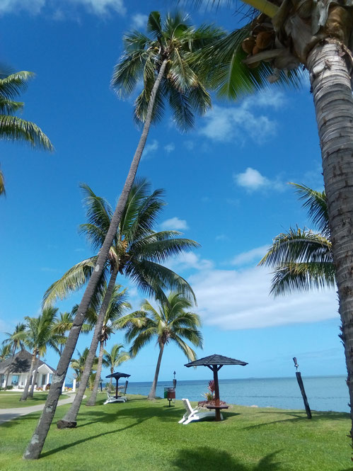 palmen wiese meer resort urlaub hotel sonnenliegen sonnenschirme palme traumhaft karibisch tropisch sonne kostenlose fotos landschaft bilder ohne copyright