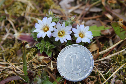 １円玉の直径は20mm。　花の径は、約その半分か。　ちっちゃなリンドウです